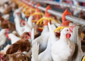 Avanza la influenza aviar y detectaron un nuevo caso en el país