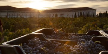 Vendimia 2026: la mitad de las bodegas están elaborando en San Rafael y cae el ingreso de uva