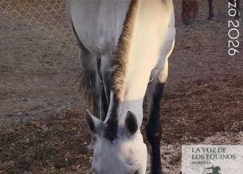 Condenaron al responsable de una yegua rescatada por maltrato animal en Mendoza