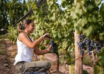 Bodegas sanrafaelinas empiezan a animarse a organizar “experiencias de cosecha”