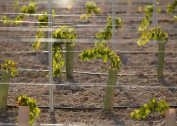 Cada vez menos viñedos: en los últimos 5 años solo se implantaron 265 hectáreas nuevas en San Rafael