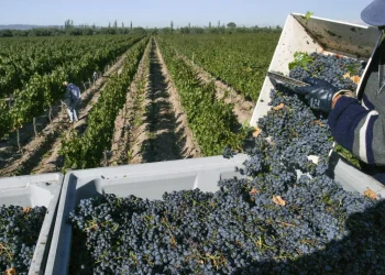 Las exportaciones de Mendoza cayeron en 2025, arrastradas por la baja del vino