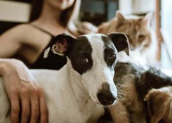 Qué es PetPhone: el teléfono para animales que promete revolucionar la comunicación entre mascotas y sus dueños