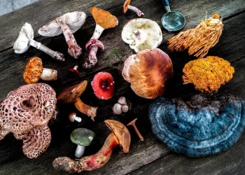 “Boom fungi”: llega a San Rafael una charla abierta sobre hongos medicinales