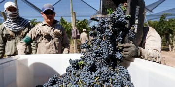 Cecilia Fornara y la emoción de volver al anfiteatro y celebrar el triunfo sanrafaelino en la Vendimia