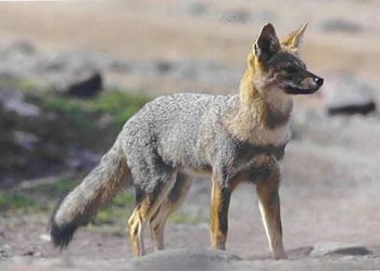 Cecilia Fornara y la emoción de volver al anfiteatro y celebrar el triunfo sanrafaelino en la Vendimia