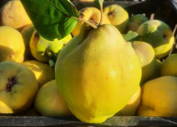 Mendoza fue reconocida como la primera Región Angels del país por su sistema de atención de ACV