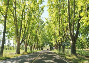 Dimot organiza un té-lotería para sostener el sueño de la Primera División