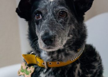 Querida por todos: falleció “Chatita”, la perrita más famosa y simpática del centro sanrafaelino