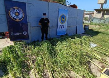 La Policía Federal allanó un domicilio para secuestrar armas y se encontró una gran cantidad de plantas de marihuana y teléfonos celulares