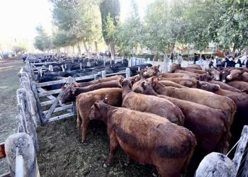 Alerta en el sector ferretero: caída en las ventas y el cierre de fábricas históricas ponen en jaque 40.000 empleos