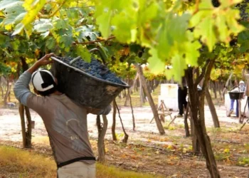Menor producción de uva y altos costos: el reclamo de los viñateros de Mendoza