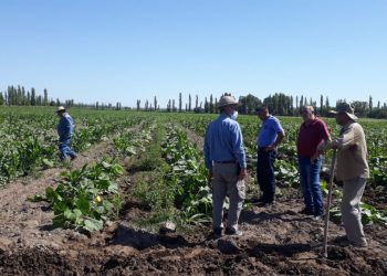 INTA presentó un mapa clave para definir qué cultivar en el sur mendocino