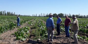 INTA presentó un mapa clave para definir qué cultivar en el sur mendocino