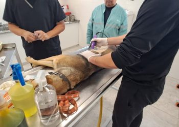 Esterilización animal en la provincia: buscan datos para resolver el colapso de turnos en los municipios