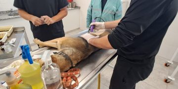 Esterilización animal en la provincia: buscan datos para resolver el colapso de turnos en los municipios