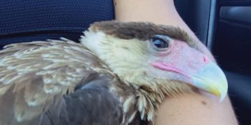 Automovilistas le salvaron la vida a un carancho malherido en la ruta a Monte Comán