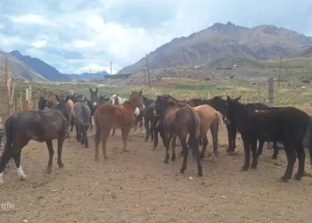 Controles y multas millonarias para quienes maltraten mulas en el Aconcagua