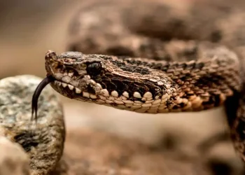 Ataque de yarará: la importancia del suero antiofídico y la advertencia de los especialistas