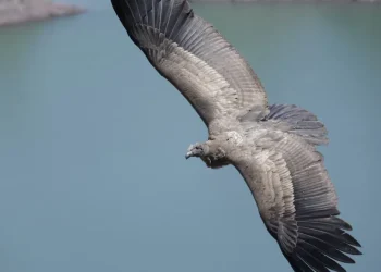 Cañón del Atuel: Piden ayudar a que el cóndor Llallij se aleje de las zonas turísticas y se adapte a la vida silvestre