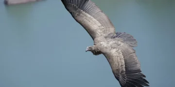 Cañón del Atuel: Piden ayudar a que el cóndor Llallij se aleje de las zonas turísticas y se adapte a la vida silvestre