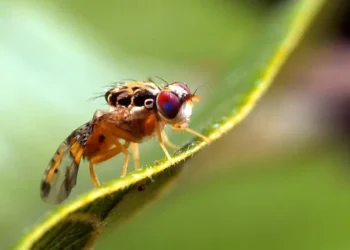 Mendoza enviará 20 cargamentos de moscas estériles a Chile y licitará el vuelo