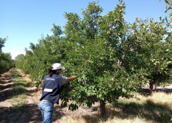 Cosecha de ciruela: entra en la etapa final y recomiendan aplicar fertilización nitrogenada para cuidar los montes