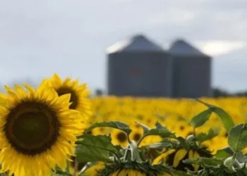 Nuevo récord del agro argentino: la molienda de girasol superó las 500.000 toneladas