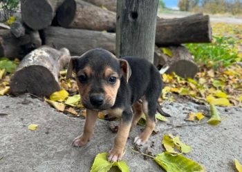 Cuando vender una propiedad también salva vidas: aporte solidario que ayuda a animales rescatados en San Rafael