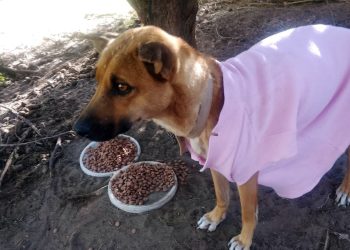 “Abrigando a un callejerito”: Al Recreo lanza una campaña solidaria para proteger a perros en situación de calle