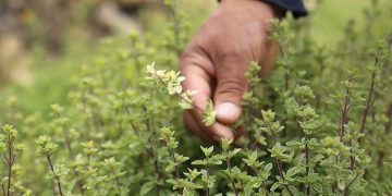 Impulsan el cultivo de aromáticas en San Rafael con un taller teórico-práctico abierto a la comunidad