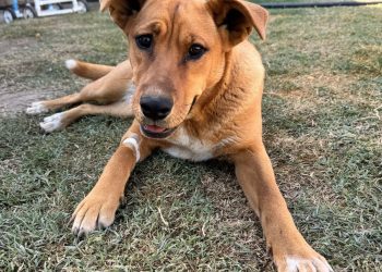 Tu mascota puede ganar y ayudar: sorteo solidario para ayudar a la Sociedad Protectora de Animales de San Rafael