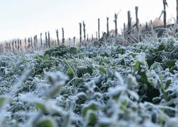 Ola de frío en San Rafael: las primeras heladas dejaron mínimas de hasta -6°C