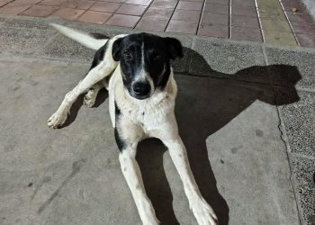 Buscan “hogares de tránsito”, un puente que cambia la vida de animales rescatados en San Rafael