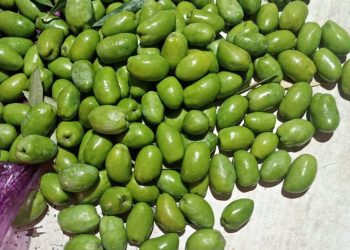 Comenzó la cosecha de aceitunas en San Rafael, que se mantiene como el principal polo olivícola de Mendoza