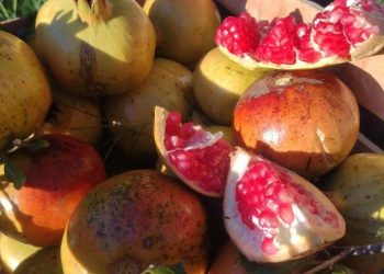 Granadas en retirada: en San Rafael quedan pocas plantaciones y productores las venden desde $1.600 el kilo