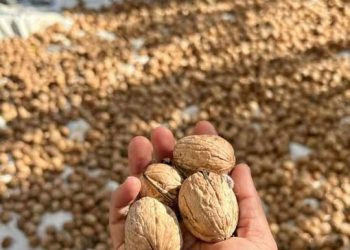Temporada de nueces: San Rafael dice presente con 400 hectáreas en producción y ventas directas