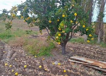 Membrillos en el suelo y productores al límite: piden informes por la crisis del sector en el sur mendocino