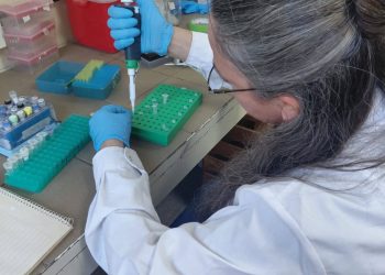 Especialistas del INTA Rama Caída detectan virus en papa con biología molecular y buscan mejorar la calidad de la semilla