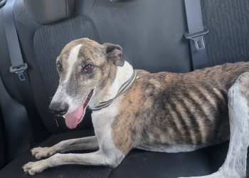 De la calle y ser viral a un hogar amoroso: el perrito del cartel “adoptame” ya tiene familia en San Rafael