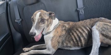 De la calle y ser viral a un hogar amoroso: el perrito del cartel “adoptame” ya tiene familia en San Rafael