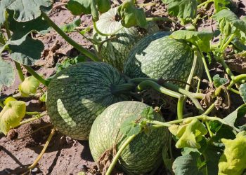 Alcayota en San Rafael: entre la tradición y el olvido, aún resiste en fincas familiares