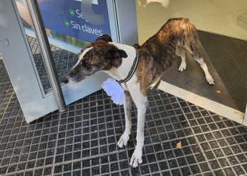 Viral del Día del Animal: un perrito callejero con un cartel de “adoptame” conmovió a San Rafael