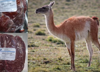 Consumo de carne de guanaco en la Patagonia: qué argumentos se plantean a favor, según expertos