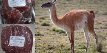 Consumo de carne de guanaco en la Patagonia: qué argumentos se plantean a favor, según expertos