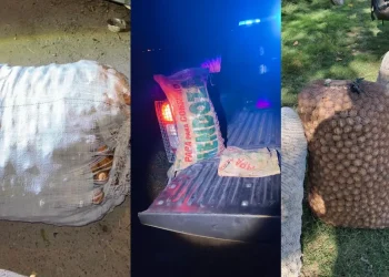 Robo de nueces en Mendoza: el negocio ilegal que golpea al Valle de Uco y presiona los precios