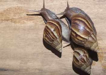 Alerta en Argentina por la aparición del peligroso caracol gigante africano: qué se sabe del posible foco detectado