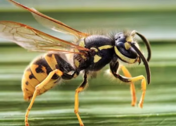 Quién era Juan Carlos Sandoval, el hombre que murió atacado por avispas carnívoras en Neuquén