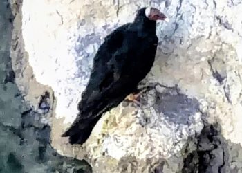 El valor de proteger nuestra fauna: un operativo en Valle Grande reafirma el compromiso con la conservación