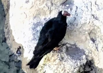 Sorpresa en Valle Grande: avistaron un jote cabeza colorada